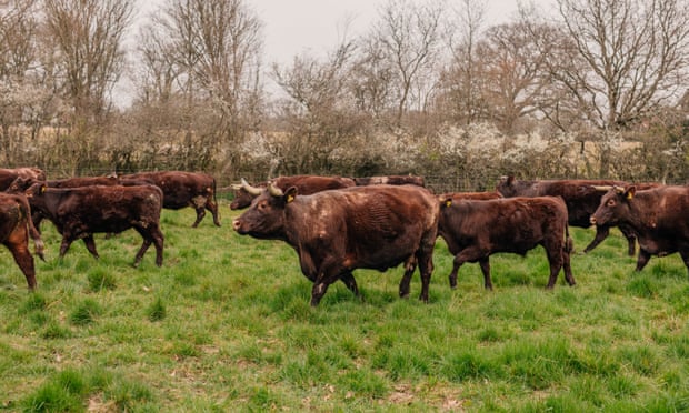 Grazing cows belonging to the Knepp Estate's regenerative farming project.