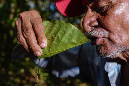 Un hombre bebe de una hoja.
