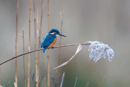 The writer spotted kingfishers on his ‘safari’ around Fritton Lake.
