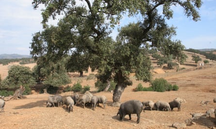 Iberian pigs search for acorns