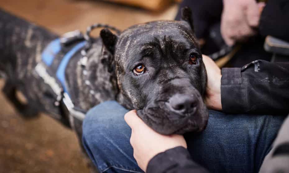Dora, a three-year-old cane corso at All Dogs Matter’s Waltham Abbey branch. 