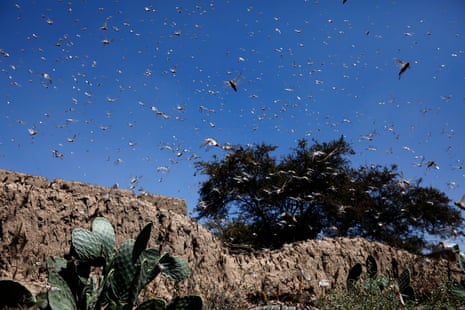 Swarms of desert locusts in Yemen