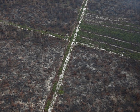 Aerial view of burnt forest