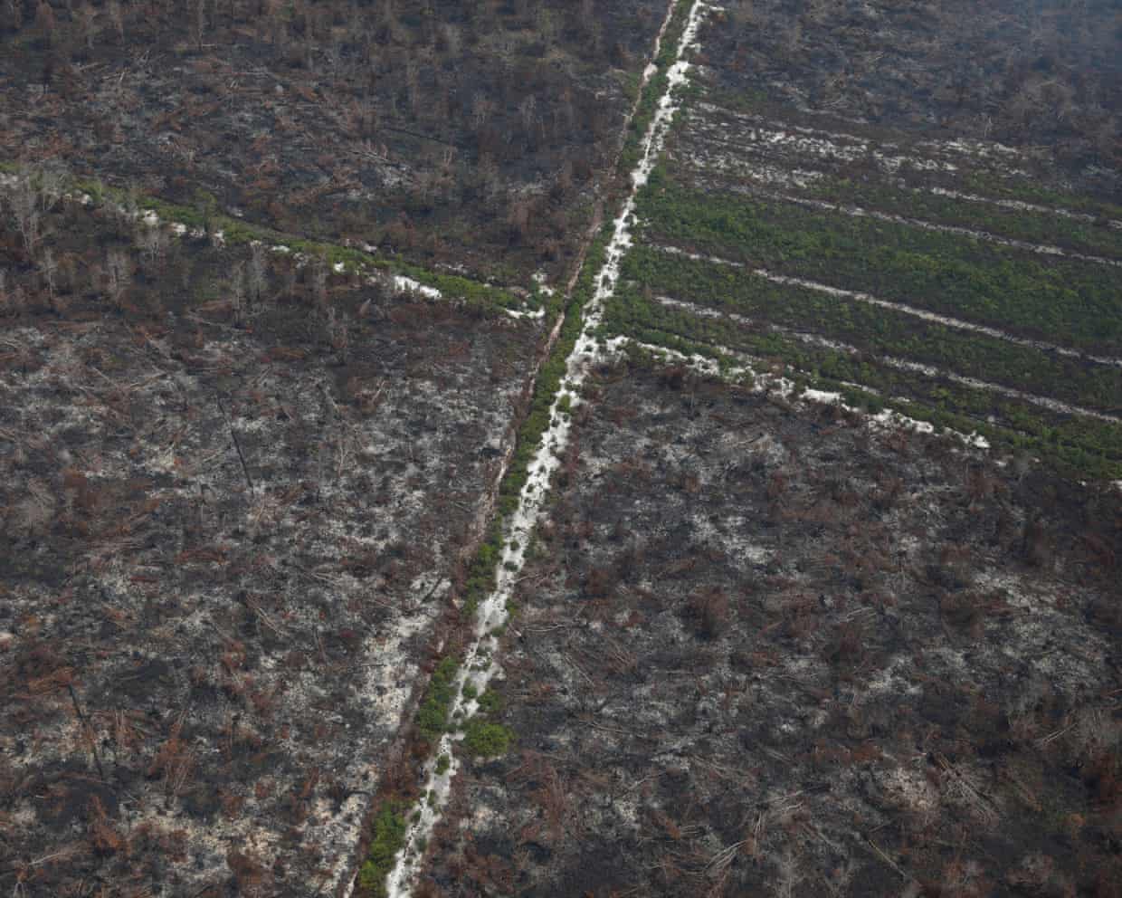 Aerial view of burnt forest