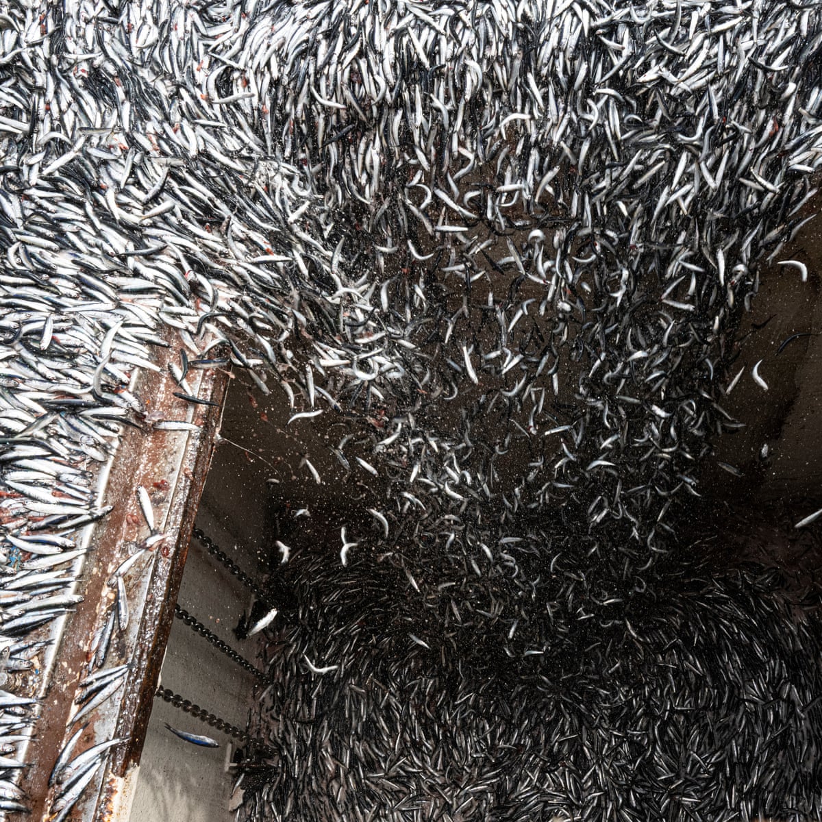 A perfect storm: how the super El Niño is devastating the fishing industry