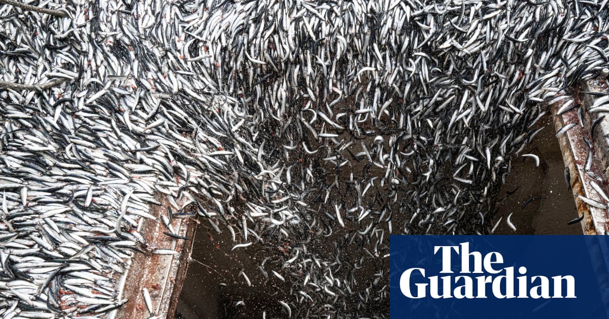 Perfect storm: how the super El Niño is devastating the fishing industry