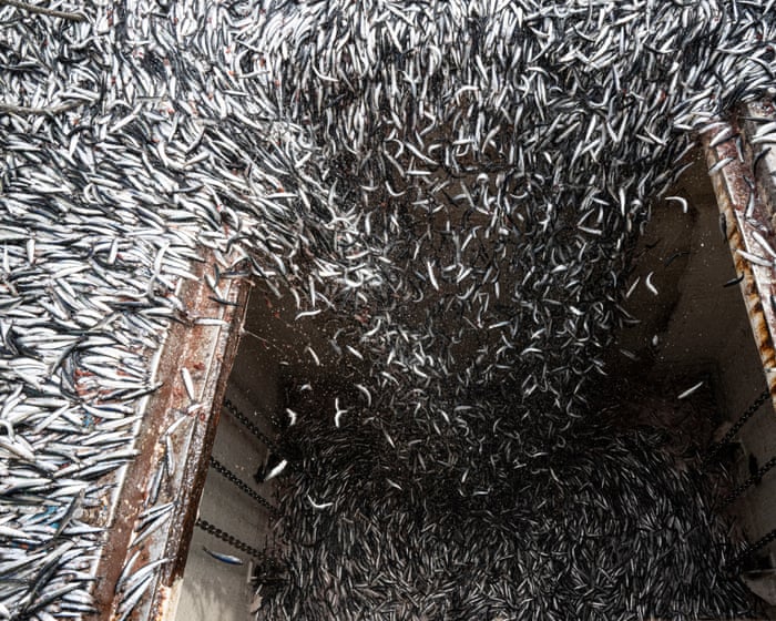 A perfect storm: how the super El Niño is devastating the fishing industry