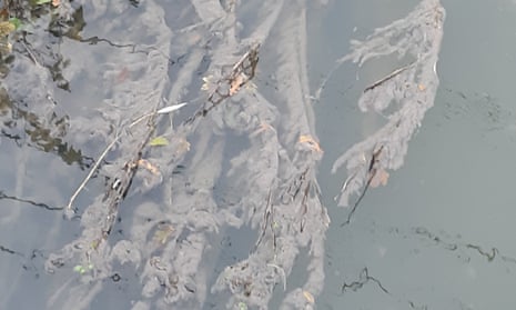 An image of sewage fungus from a 60-day discharge in the AI report