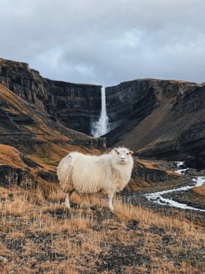 Hengifoss sheep, Iceland, 2017