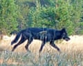 a gray wolf