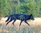 California hails rare sighting of gray wolf in Mendocino national forest