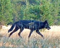 a gray wolf