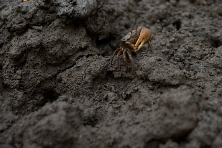 A mangrove crab in a muddy area.