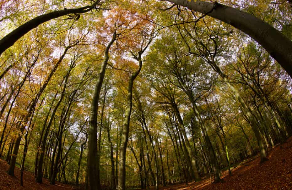 The oil company Shell would need to use up an area roughly the size of Italy to offset 35% of its emissions by 20302050 using 'land-based' carbon removal techniques, such as tree planting.