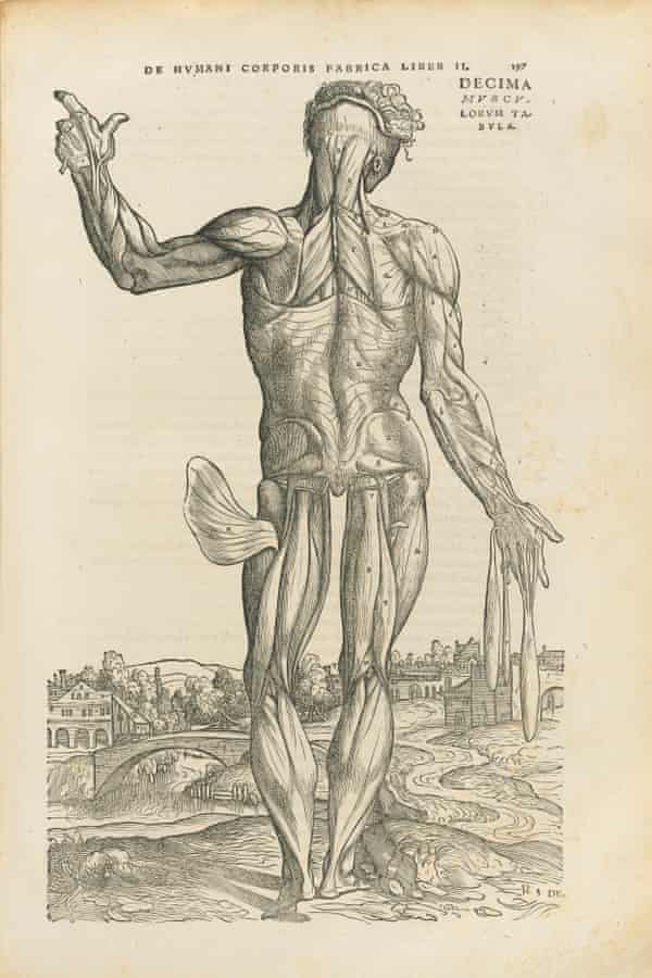 An image from De humani corporis fabrica libri septem by Vesalius, 1543