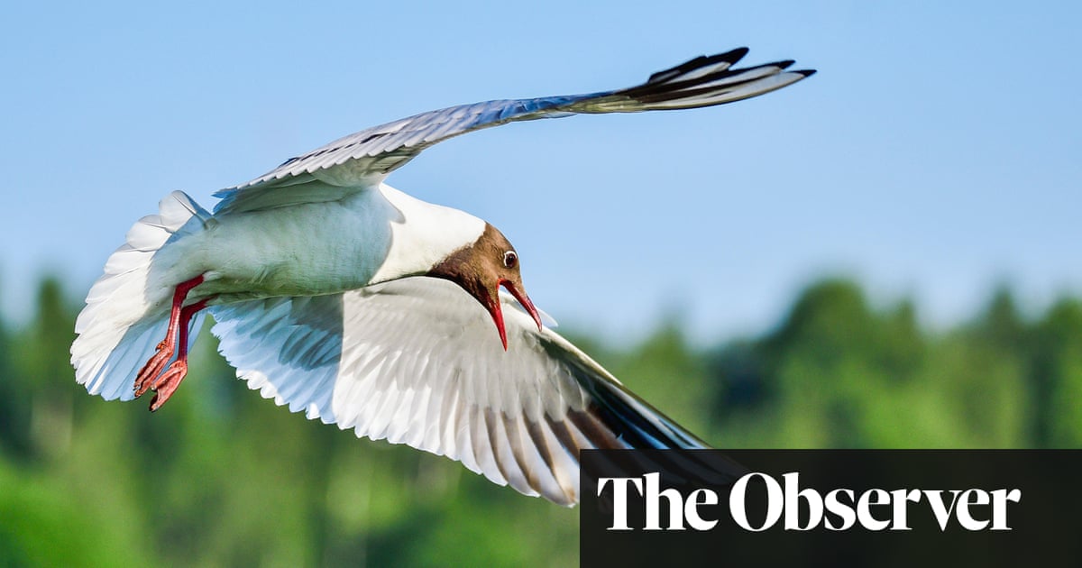 How wildlife found sanctuary on our unwanted scraps of land | Environment | The Guardian