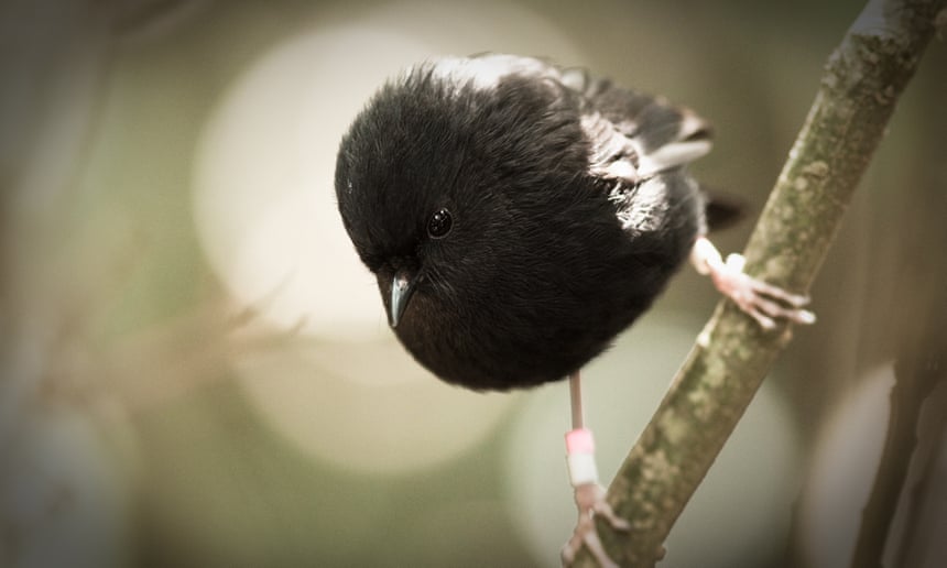 Once a global conservation success story, New Zealand’s black robin in trouble again Indigenous conservationists say their local knowledge is key to ensuring the black robin’s survival. Photograph: Liz Whitwell
