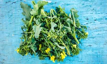 A blooming rapini on a blue background.