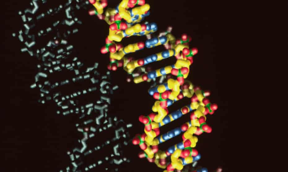 A standard DNA molecule. Floyd Romesberg and his team have expanded the genetic code from four letters to six by adding two new molecules they call X and Y.