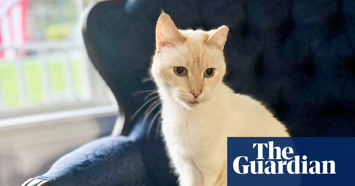 US family reunited with pet cat seven years after it was lost: ‘We always thought about him’