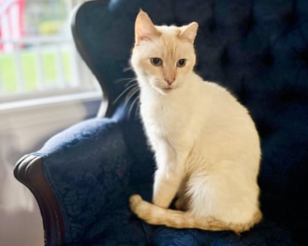 Dodger the cat, sat on a chair looking really great
