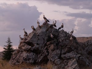 About 18 storks standing on a rocky mound.