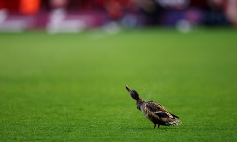 A duck is holding things up on the pitch.