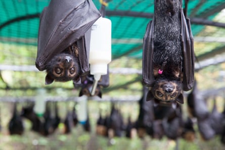 Spectacled flying-fox orphans hang upside down in the Tolga bat hospital, Atherton Tablelands. Australia.