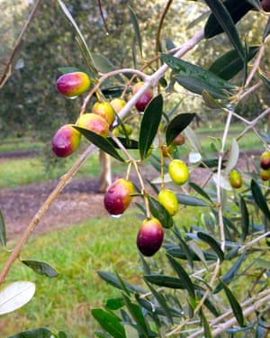 Olive trees