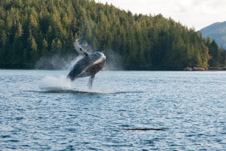 A humpback whale breaching in Pacific coastal waters in the Great Bear Rainforest.