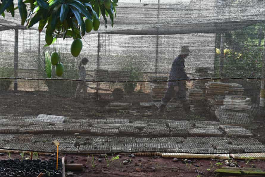 Workers tend to crop seedlings under a protective nylon film at the Alamar organic farm, in an outlying Havana neighbourhood, Cuba.
