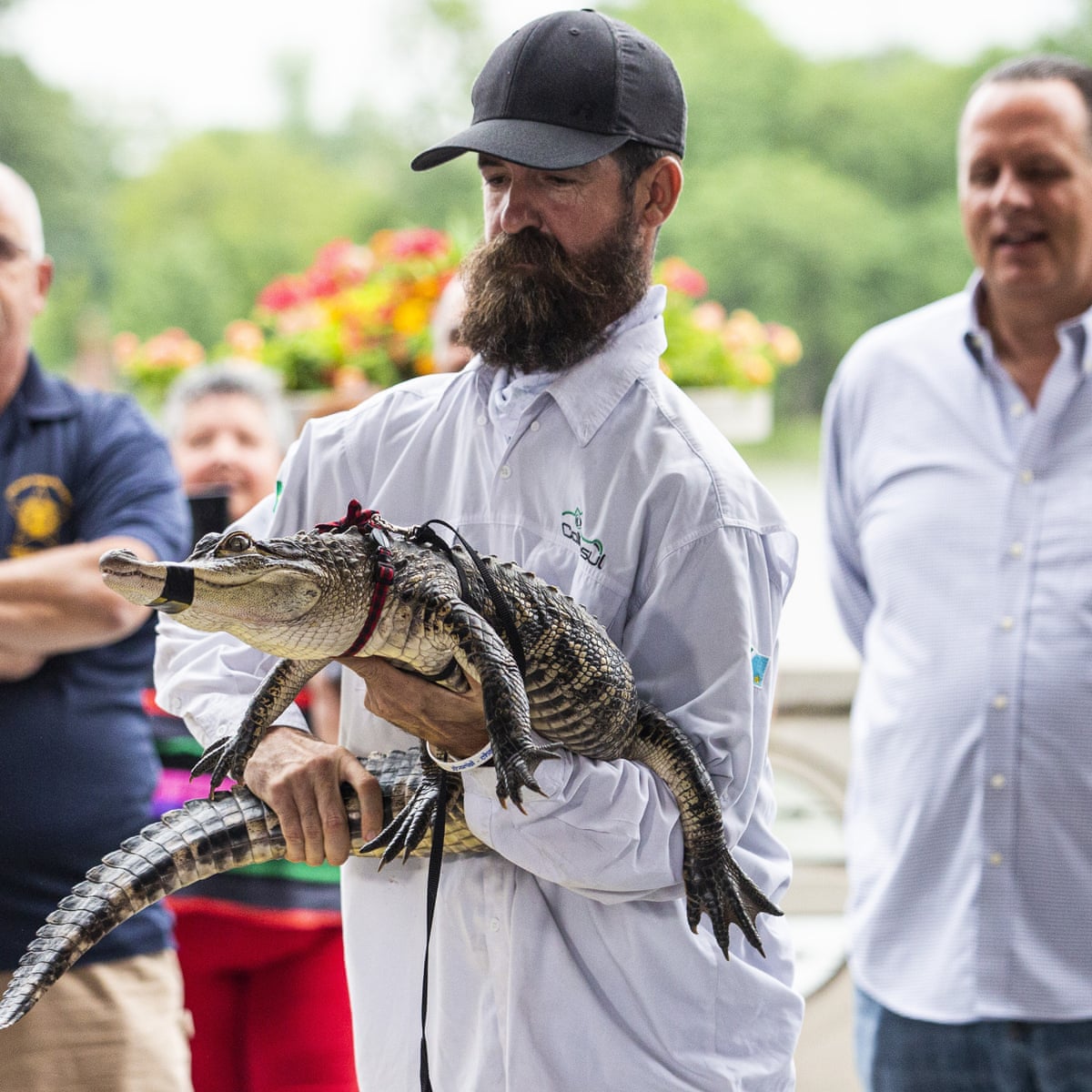 See you later alligator as Chicago's Chance the Snapper is captured | Chicago | The Guardian See you later alligator as Chicago's Chance the Snapper is captured | Chicago | The Guardian