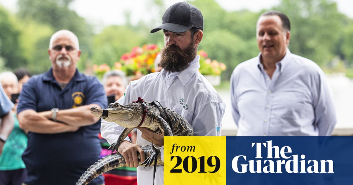 See you later alligator as Chicago's Chance the Snapper is captured | Chicago | The Guardian See you later alligator as Chicago's Chance the Snapper is captured | Chicago | The Guardian