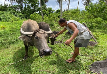 A water buffalo being evacuated from near Mount Mayon