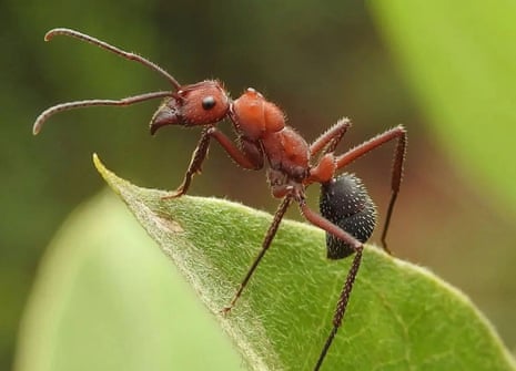 A tropical Ectatomma ant, one of the world’s 14,000 species, many of which can do the job of chemicals by hunting the pests that harm crops.