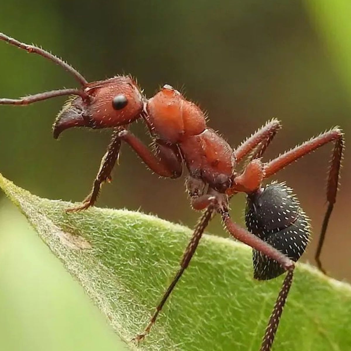 Ants can be better than pesticides for growing healthy crops, study finds |  Environment | The Guardian