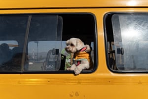 Santiago, Chile.A dog looks out the window of a van that transports pets from the Dog Mates school for dogs