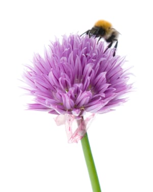 Bee on a chive flower head,