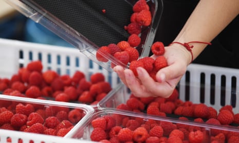 A seasonal worker picks raspberries
