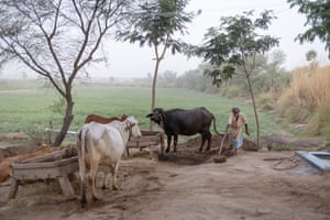 A farmer with cattle