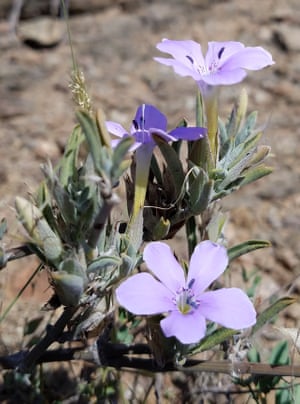 5. 10 new species of bears’ breeches found in tropical Africa