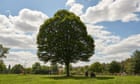 Tree of the week: the hornbeam that inspired one man’s lifelong obsession – and his tattoo thumbnail