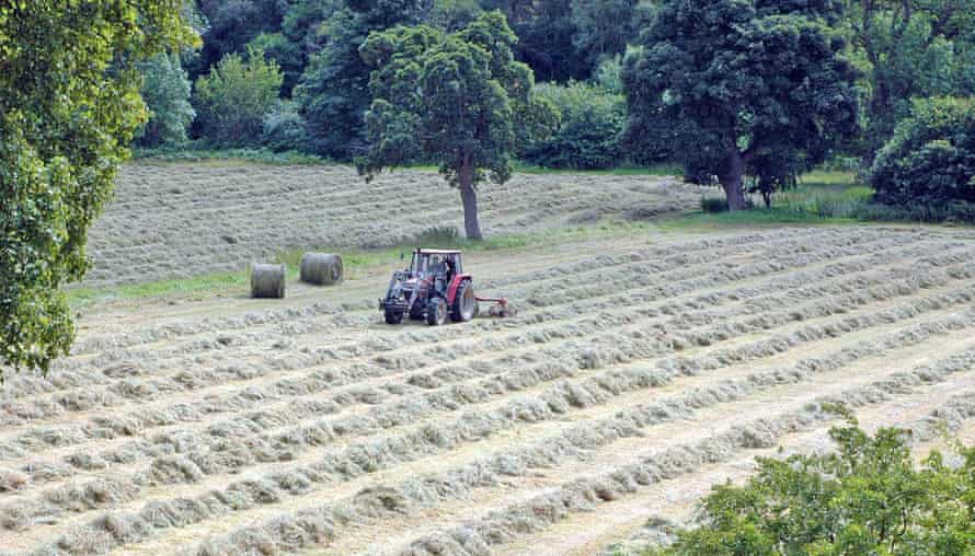 Haymaking in the North Pennines, filling the air with the fragrance of grass drying in the sun