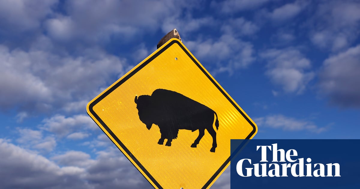 Yellowstone tourist tossed 8ft in air by bison says attack could have been worse
