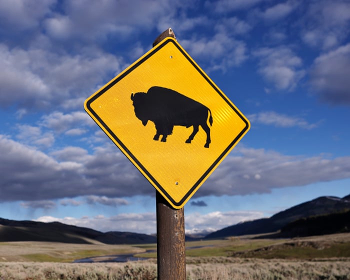 Yellowstone tourist tossed 8ft in air by bison says attack could have been worse