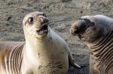 Two elephant seals on a beach that appear to be having a confrontation