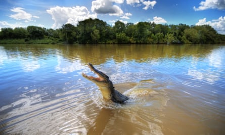Jumping crocodile in Adelaide River, Darwin
