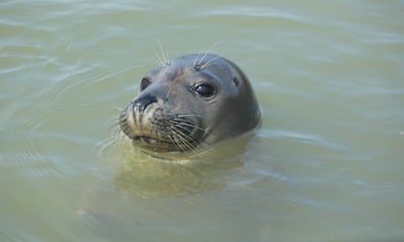 A seal pup in the Thames estuary.