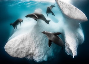 Crabeater seals swim around an iceberg