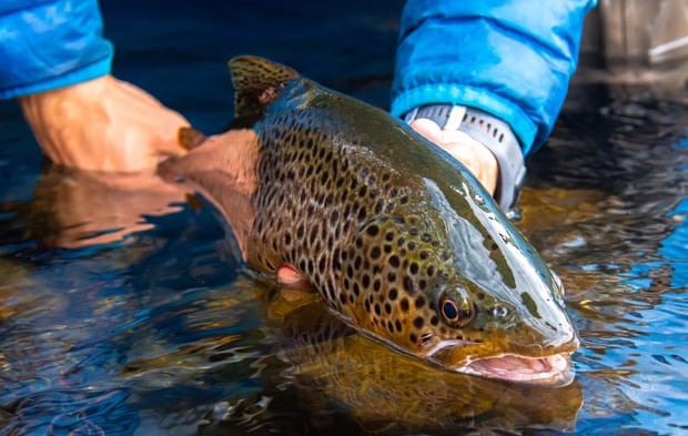 A man holding a brown trout just above the surface of a river